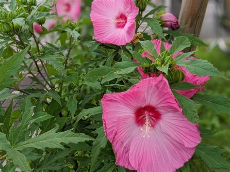 門口種芙蓉|芙蓉の育て方｜種まきや剪定、挿し木の時期と方法 